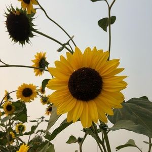 Meet your Posher, Vianney